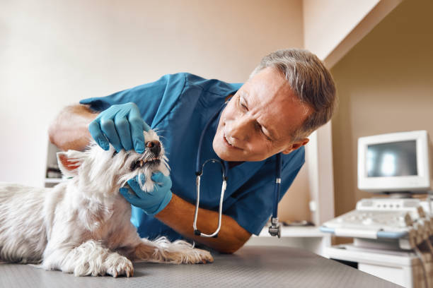 Best Tooth Pain Emergency Relief  in Mountain Lake Park, MD